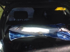 Jonas 18/4 9kg